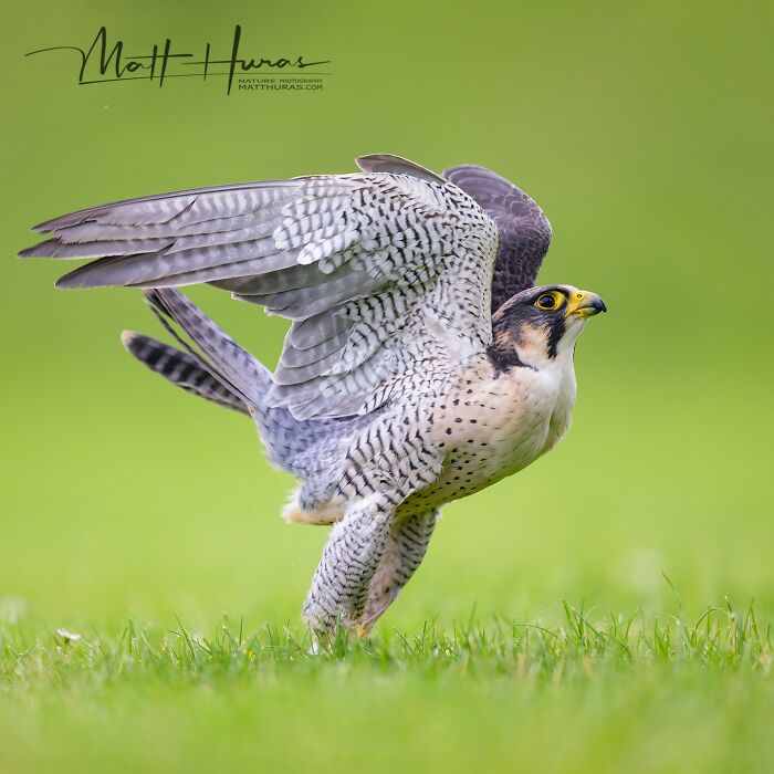 “Peregrine Falcon Taking Off”