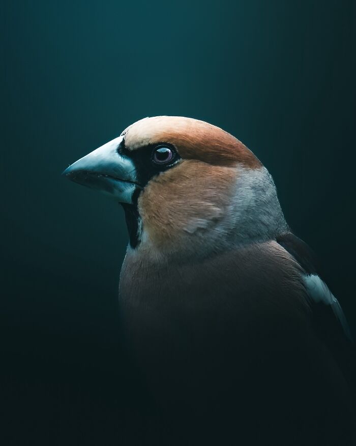 40 New Atmospheric Wildlife Photos By Magnus Berggren That Look Like Scenes From A Nordic Fairytale