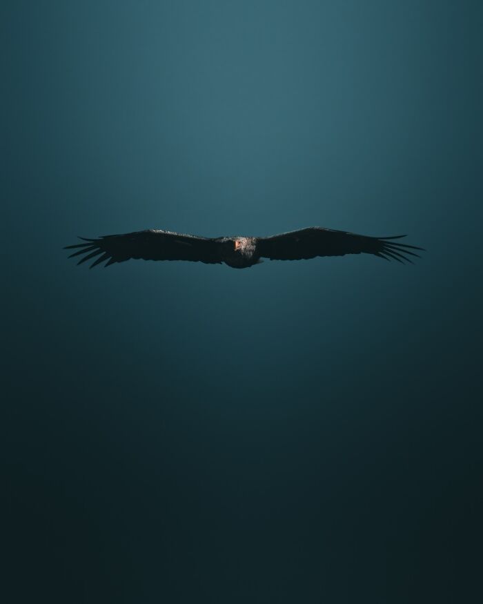 40 New Atmospheric Wildlife Photos By Magnus Berggren That Look Like Scenes From A Nordic Fairytale