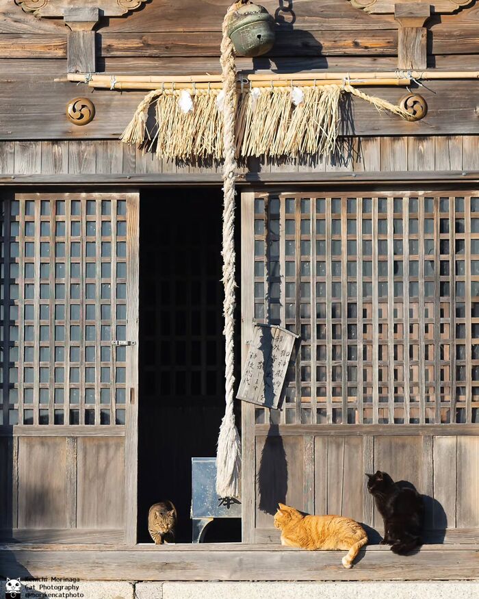 This Photographer Captured Exactly Why Felines Are So Endlessly Entertaining (61 Pics)