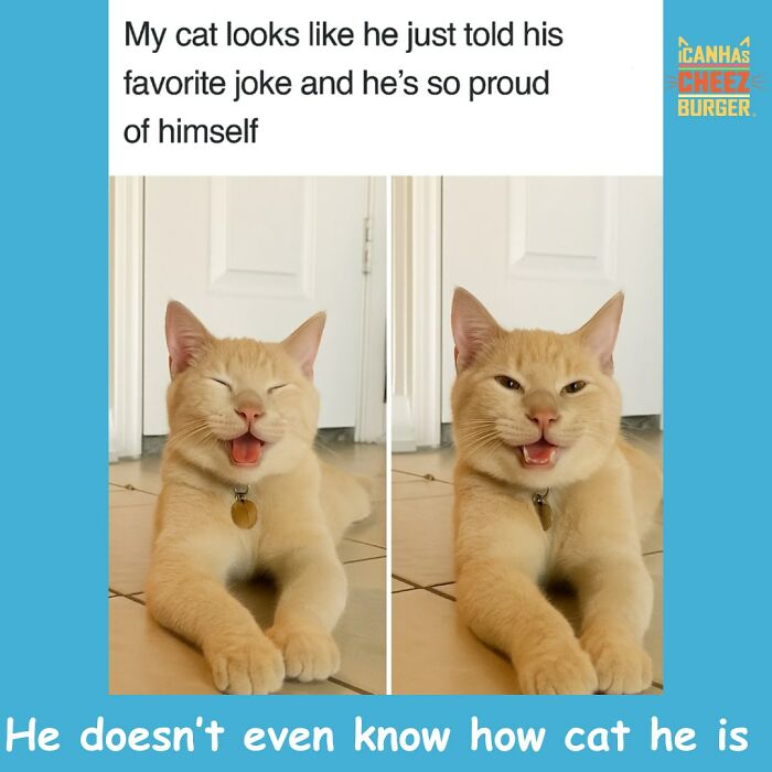 The Original Cat Meme Page Is Still Going Strong: Here Are Some Of The Funniest Posts From I Can Has Cheezburger (50 Pics)