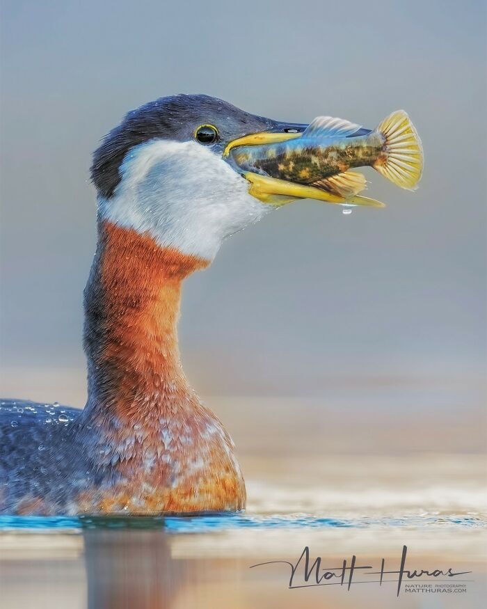 “Red-Necked Grebe Eating An Invasive Round Goby”