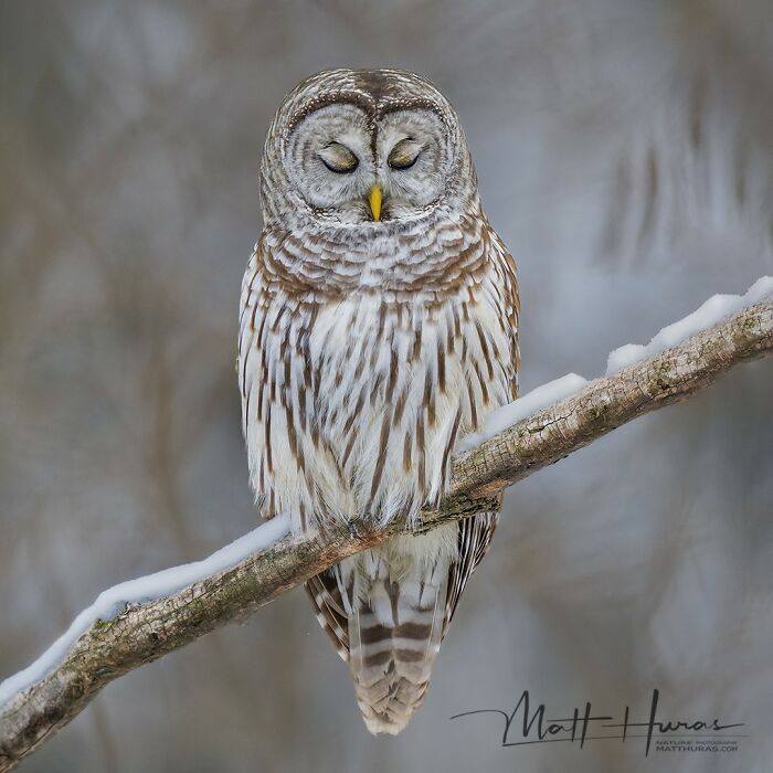 “Meditating Barred Owl”