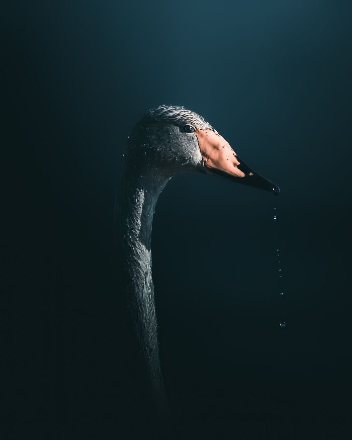 40 New Atmospheric Wildlife Photos By Magnus Berggren That Look Like Scenes From A Nordic Fairytale