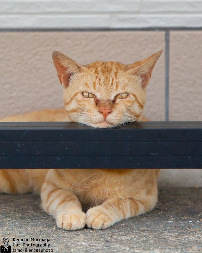 This Photographer Captured Exactly Why Felines Are So Endlessly Entertaining (61 Pics)