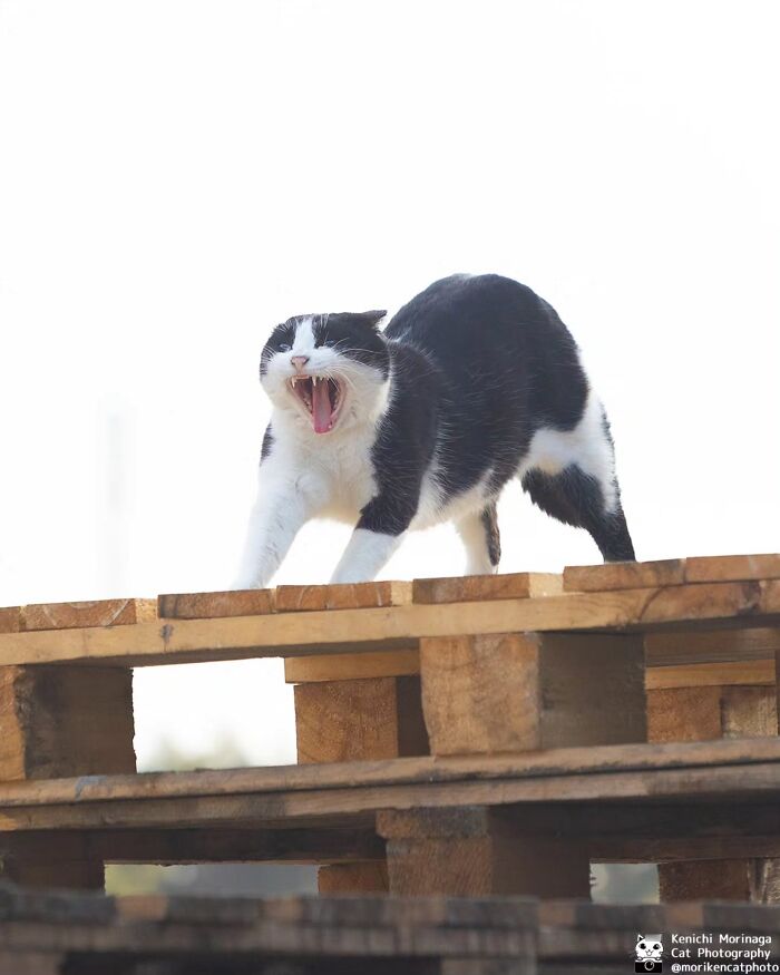 This Photographer Captured Exactly Why Felines Are So Endlessly Entertaining (61 Pics)