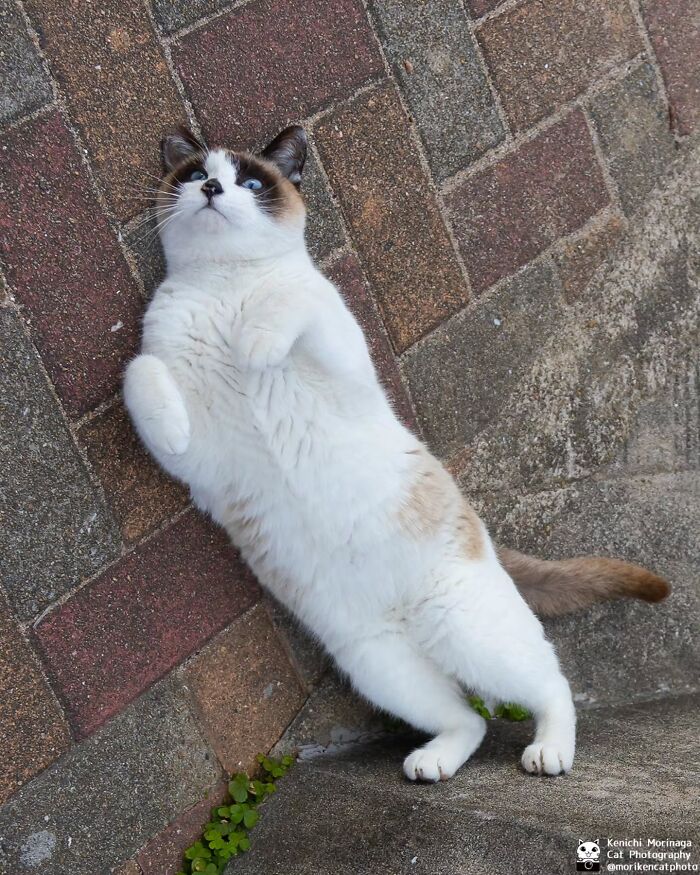 This Photographer Captured Exactly Why Felines Are So Endlessly Entertaining (61 Pics)