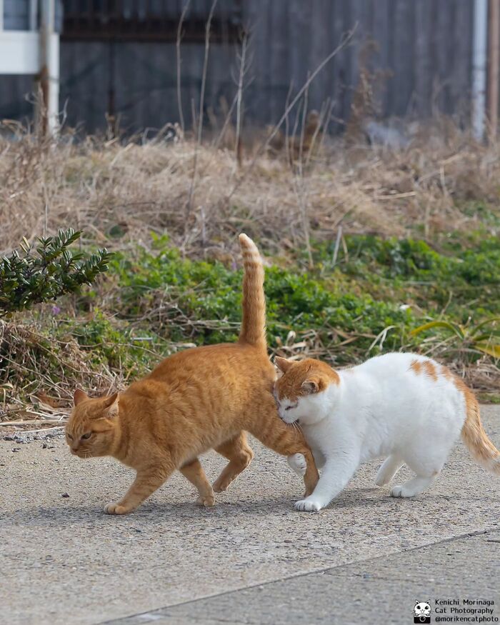 This Photographer Captured Exactly Why Felines Are So Endlessly Entertaining (61 Pics)