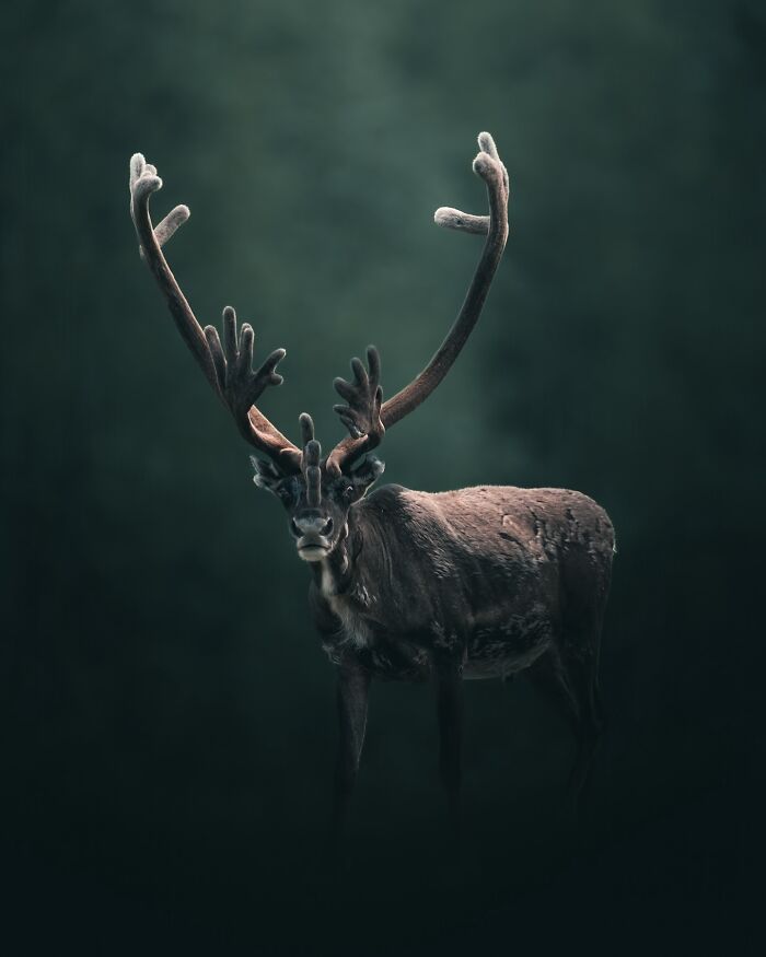 40 New Atmospheric Wildlife Photos By Magnus Berggren That Look Like Scenes From A Nordic Fairytale