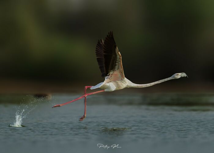 “Flamingo Take Off”