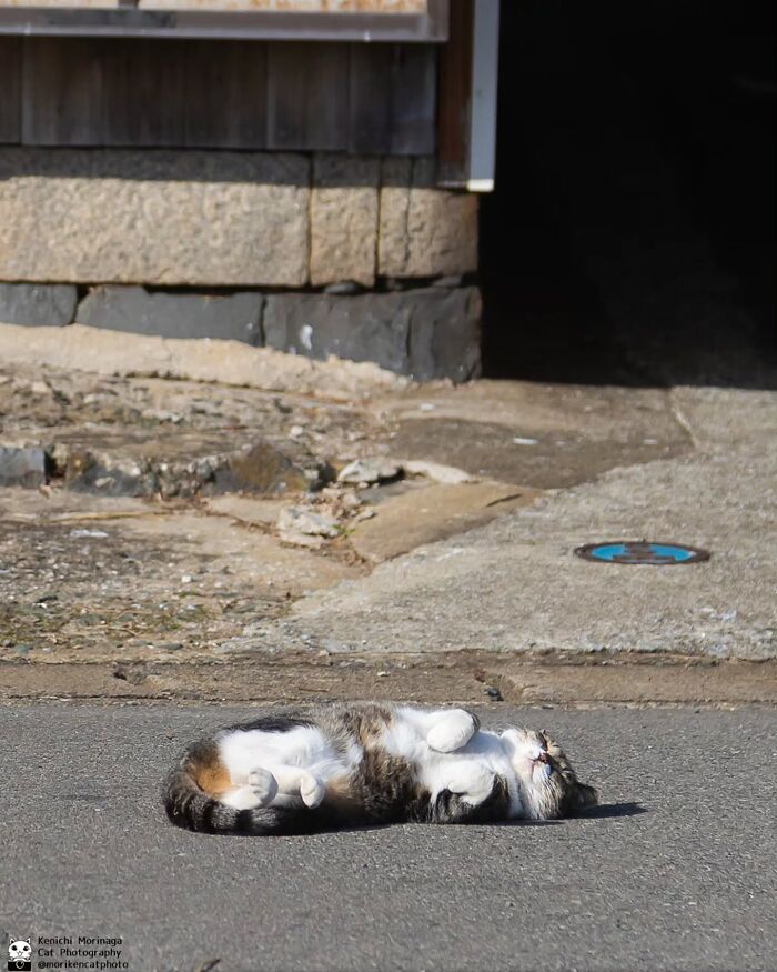 This Photographer Captured Exactly Why Felines Are So Endlessly Entertaining (61 Pics)