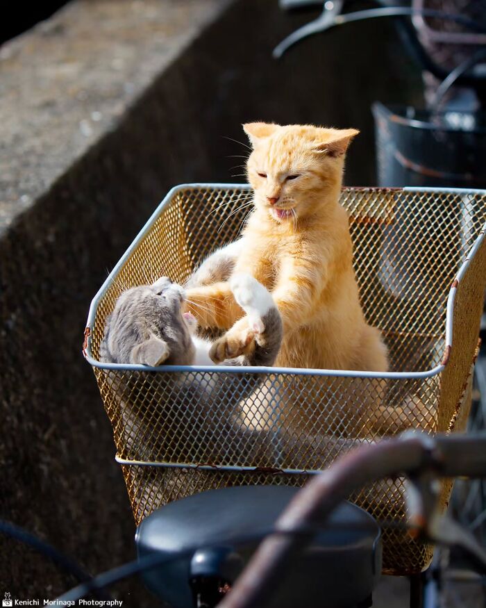 This Photographer Captured Exactly Why Felines Are So Endlessly Entertaining (61 Pics)