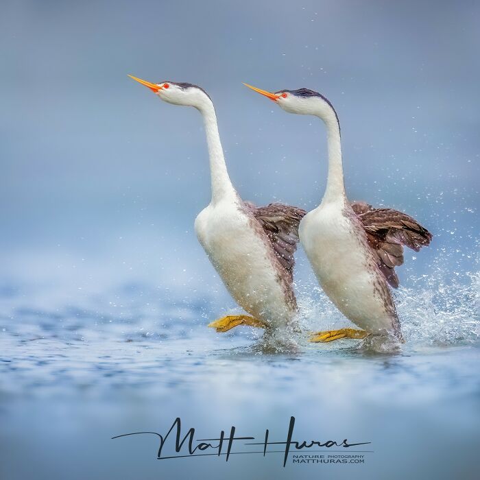 “Clark's Grebes Performing Courtship Ritual Called The Rushing Ceremony”
