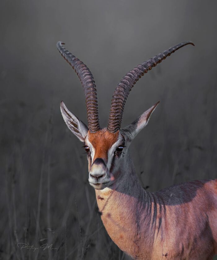 “Grant's Gazelle”