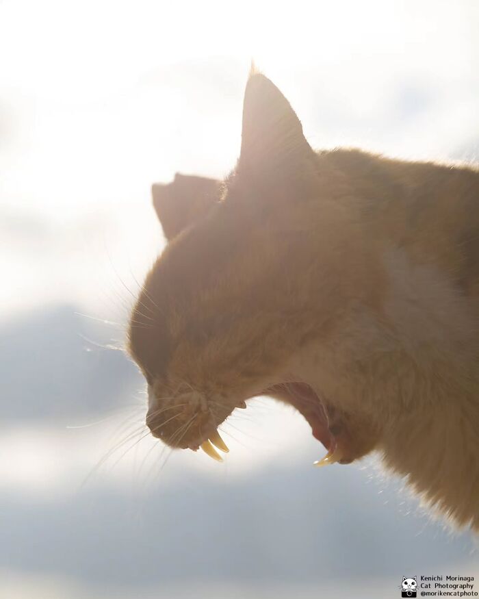 This Photographer Captured Exactly Why Felines Are So Endlessly Entertaining (61 Pics)