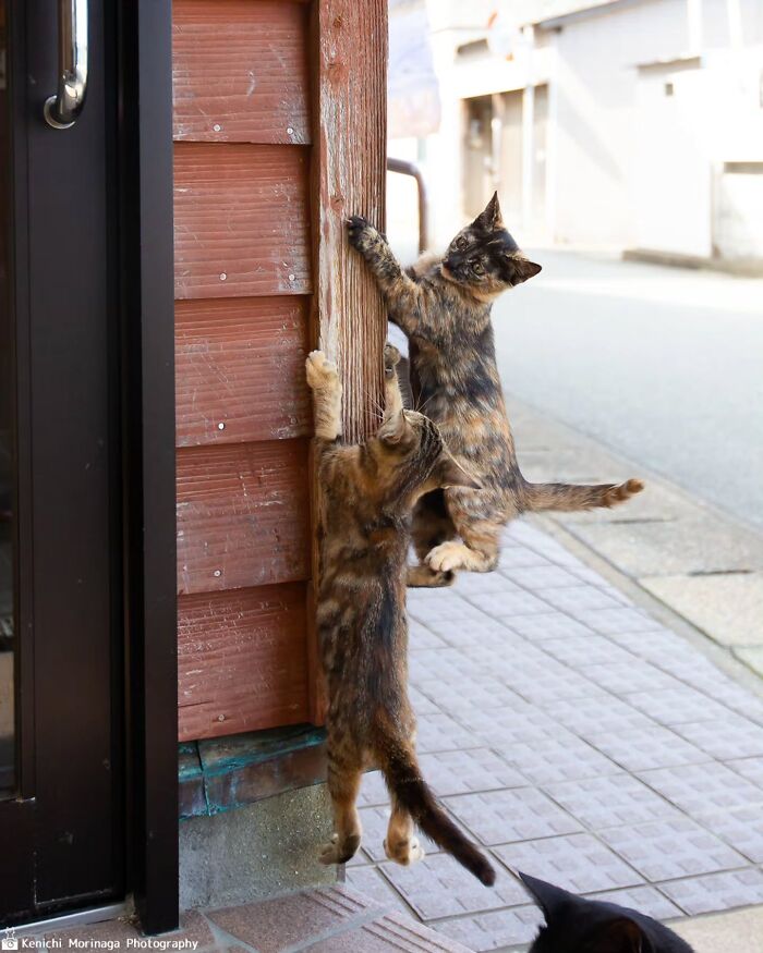 This Photographer Captured Exactly Why Felines Are So Endlessly Entertaining (61 Pics)