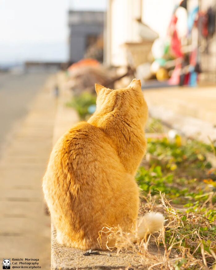 This Photographer Captured Exactly Why Felines Are So Endlessly Entertaining (61 Pics)