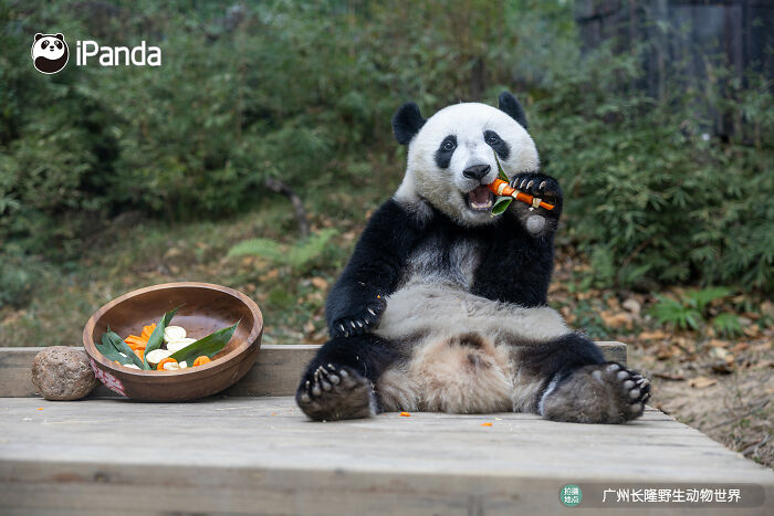 This Adorable Panda Page Is So Cute, You Won’t Be Able To Stop Smiling (25 Pics)