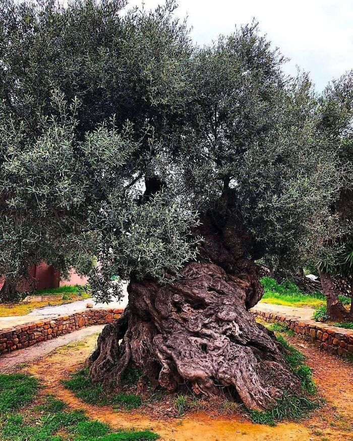 The Olive Tree Of Vouves, Crete