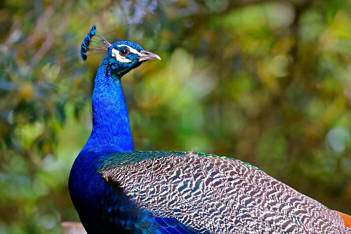 A beautiful peacock with bright blue plumage and patterned feathers. Distressing sounds can sometimes come from surprising places.