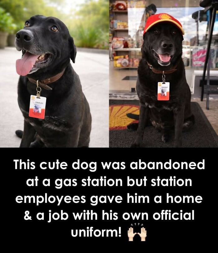This Facebook Page With Over Half A Million Followers Is Sharing Some Of The Most Heartwarming Animal Stories Online (25 Pics)