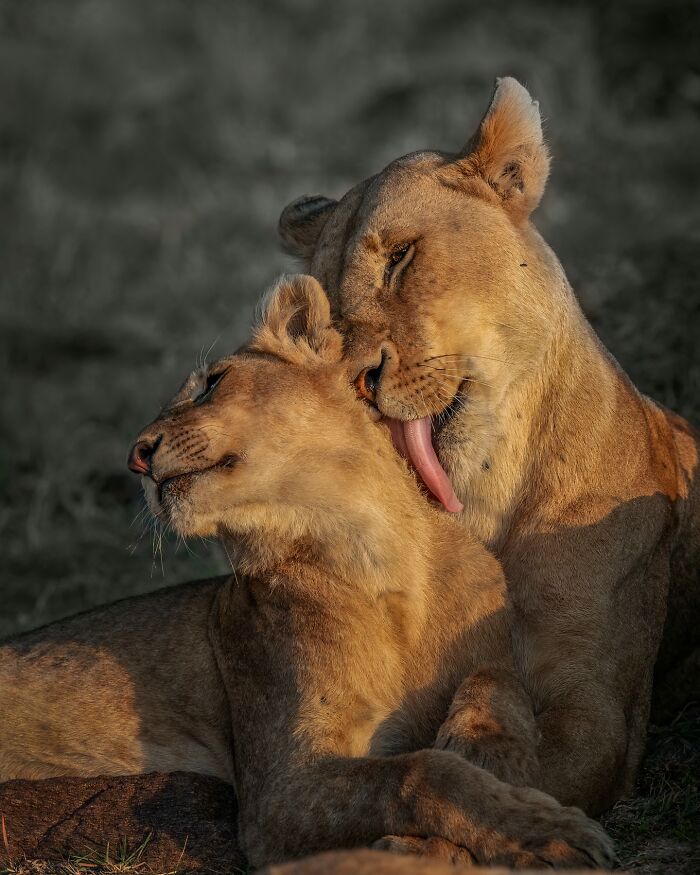 “A Mother African Lion Grooming Her Cub”