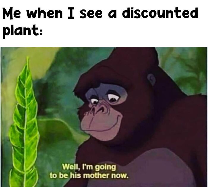 A crazy plant parent meme showing an animated gorilla saying, "Well, I'm going to be his mother now," next to a leaf.