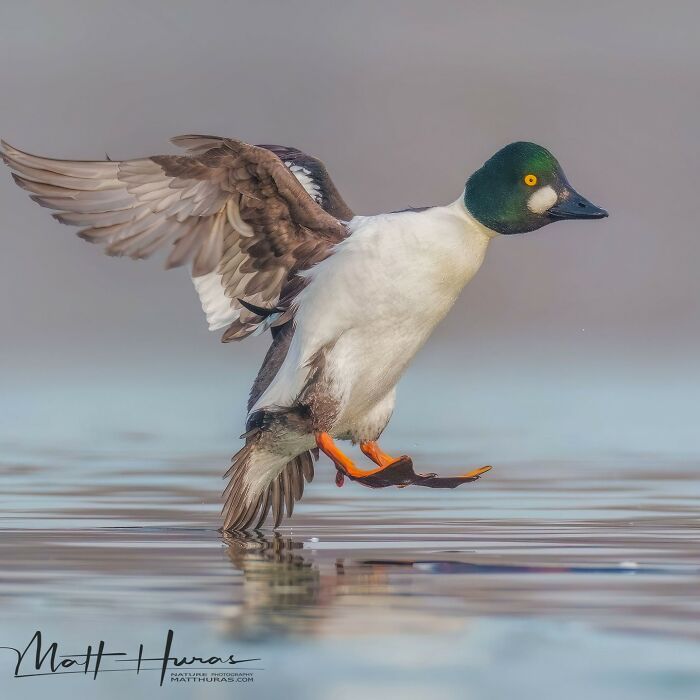 “Common Goldeneye Landing On The Water”