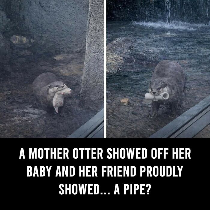 This Facebook Page With Over Half A Million Followers Is Sharing Some Of The Most Heartwarming Animal Stories Online (25 Pics)