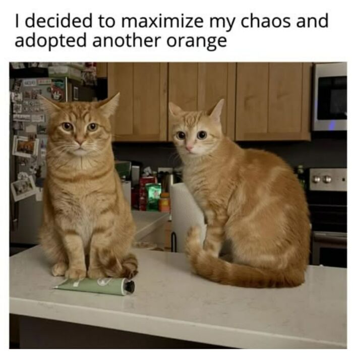 The Original Cat Meme Page Is Still Going Strong: Here Are Some Of The Funniest Posts From I Can Has Cheezburger (50 Pics)