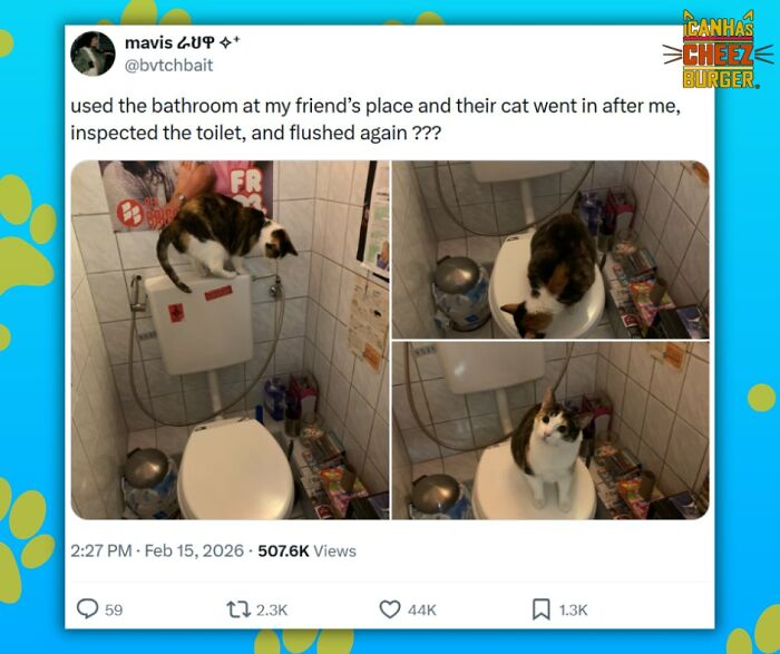The Original Cat Meme Page Is Still Going Strong: Here Are Some Of The Funniest Posts From I Can Has Cheezburger (50 Pics)