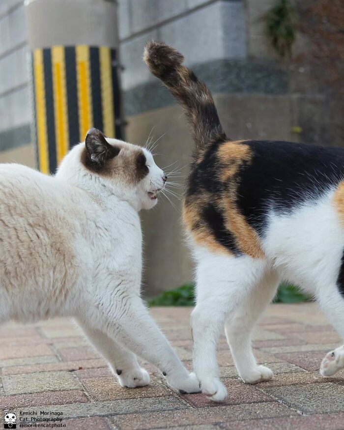 This Photographer Captured Exactly Why Felines Are So Endlessly Entertaining (61 Pics)