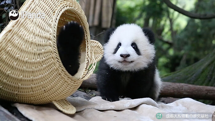 This Adorable Panda Page Is So Cute, You Won’t Be Able To Stop Smiling (25 Pics)