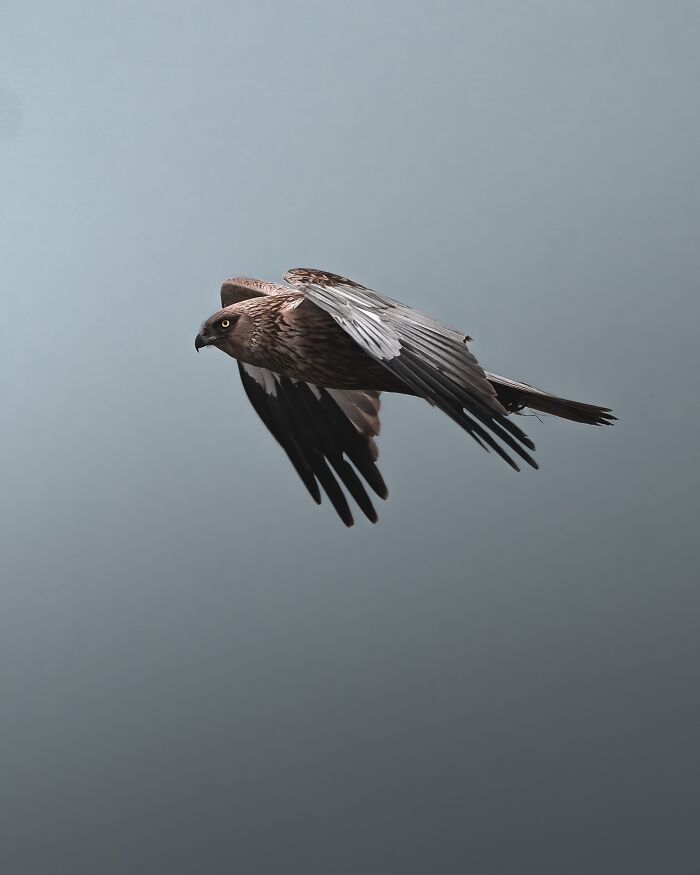 40 New Atmospheric Wildlife Photos By Magnus Berggren That Look Like Scenes From A Nordic Fairytale