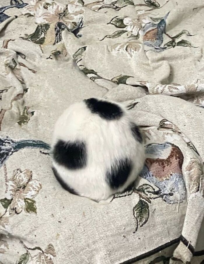 33 Wholesome And Funny Animal Pics That Will Instantly Make Your Day Better (New Pics)