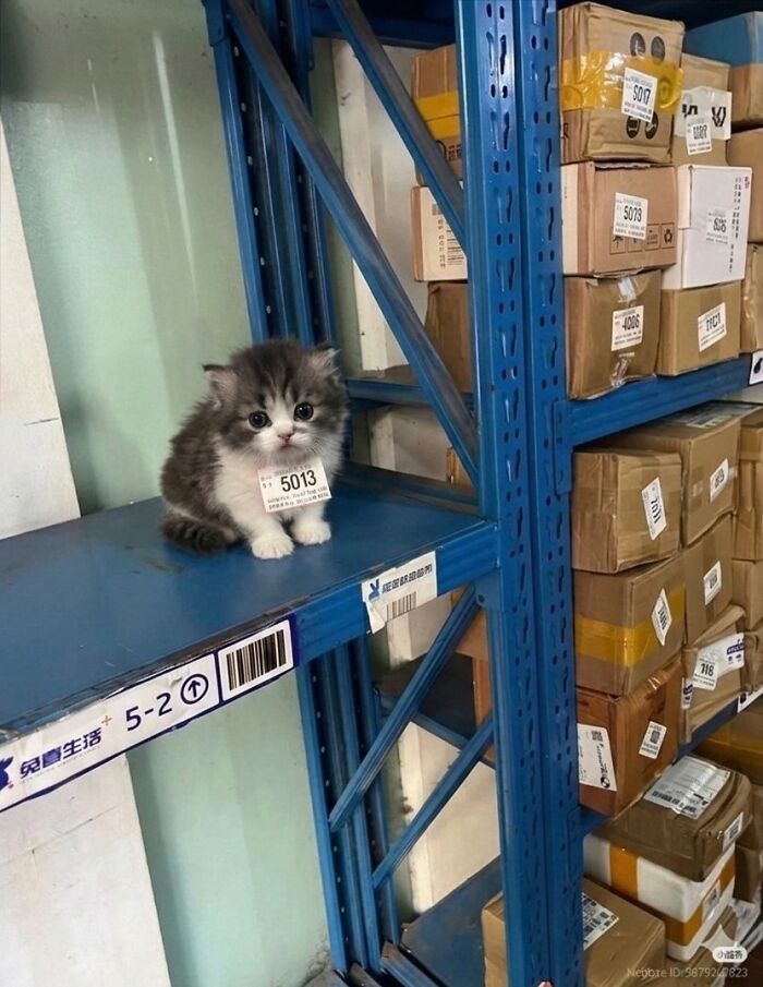 33 Wholesome And Funny Animal Pics That Will Instantly Make Your Day Better (New Pics)