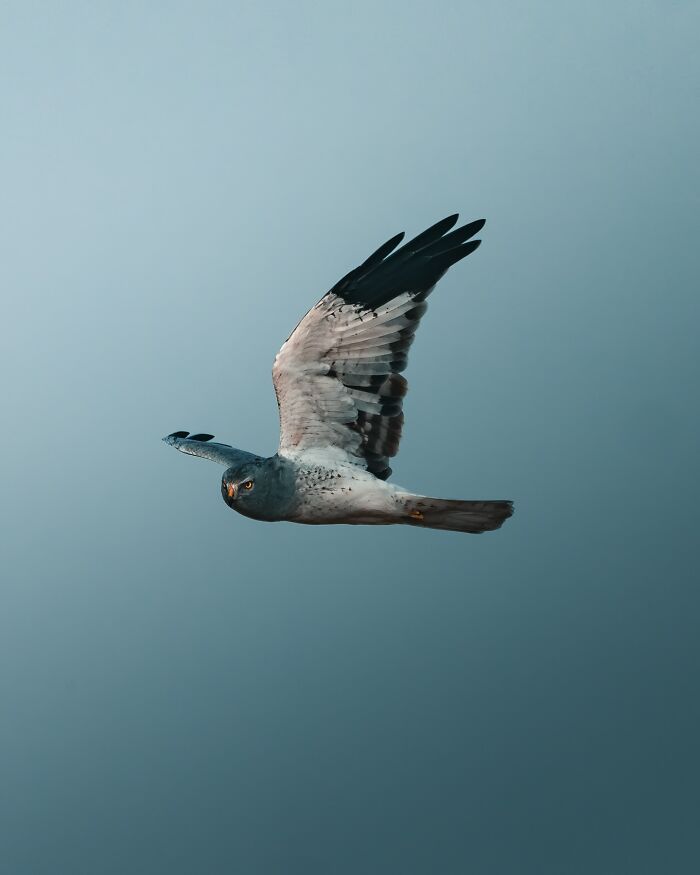 40 New Atmospheric Wildlife Photos By Magnus Berggren That Look Like Scenes From A Nordic Fairytale
