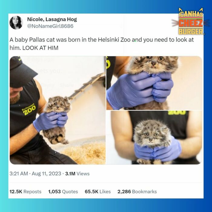 The Original Cat Meme Page Is Still Going Strong: Here Are Some Of The Funniest Posts From I Can Has Cheezburger (50 Pics)