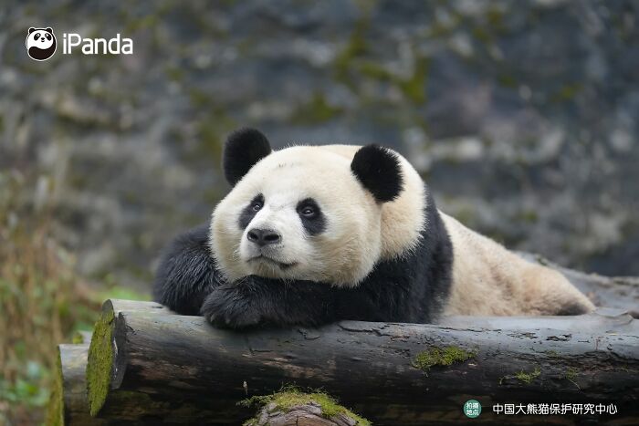 This Adorable Panda Page Is So Cute, You Won’t Be Able To Stop Smiling (25 Pics)