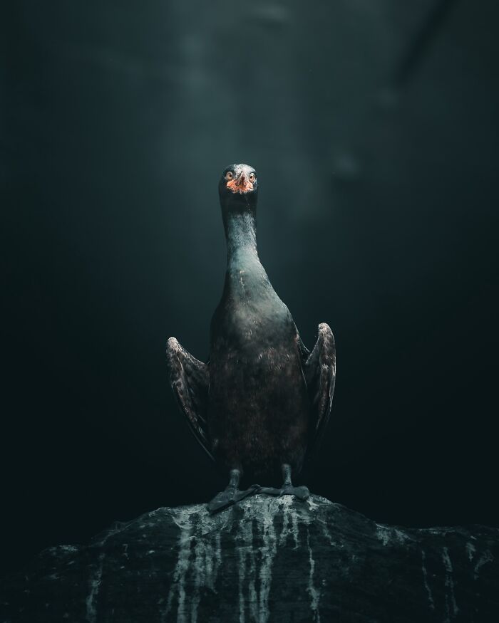 40 New Atmospheric Wildlife Photos By Magnus Berggren That Look Like Scenes From A Nordic Fairytale