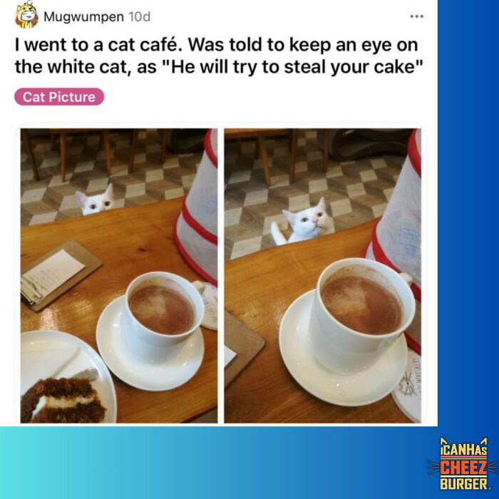 The Original Cat Meme Page Is Still Going Strong: Here Are Some Of The Funniest Posts From I Can Has Cheezburger (50 Pics)