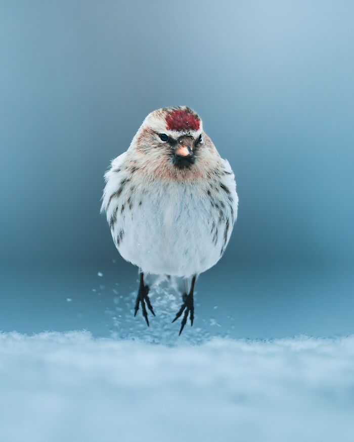 40 New Atmospheric Wildlife Photos By Magnus Berggren That Look Like Scenes From A Nordic Fairytale