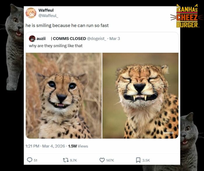 The Original Cat Meme Page Is Still Going Strong: Here Are Some Of The Funniest Posts From I Can Has Cheezburger (50 Pics)