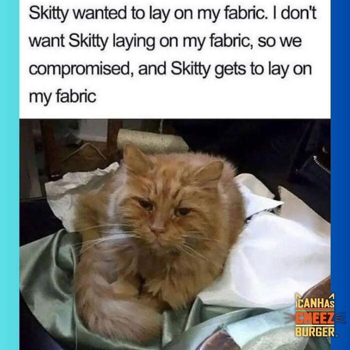 The Original Cat Meme Page Is Still Going Strong: Here Are Some Of The Funniest Posts From I Can Has Cheezburger (50 Pics)