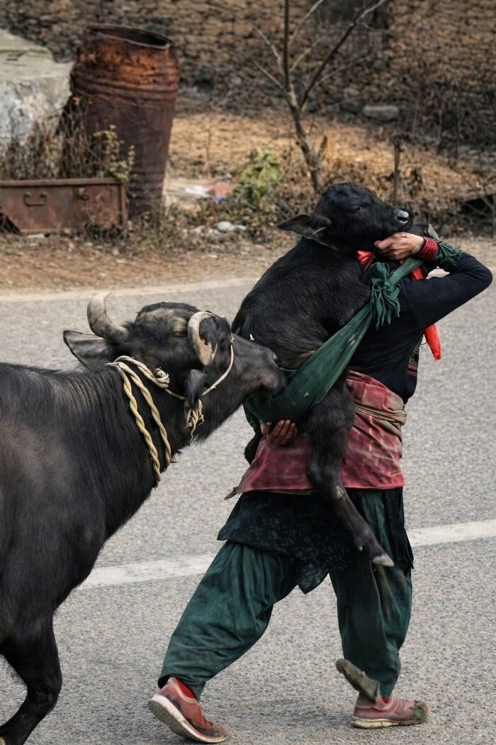 33 Wholesome And Funny Animal Pics That Will Instantly Make Your Day Better (New Pics)