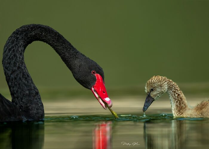 “Black Swan And Cygnet”
