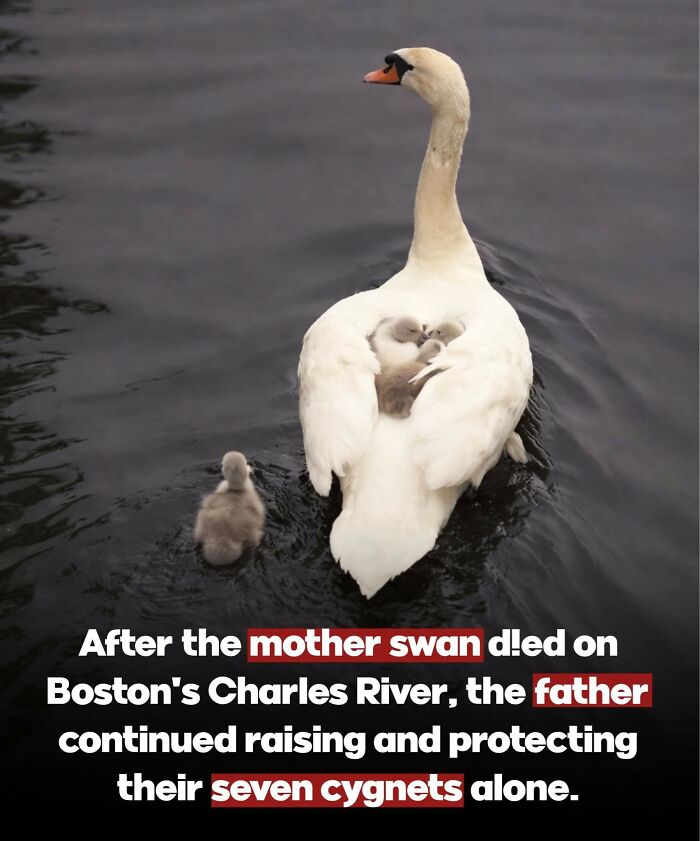 This Facebook Page With Over Half A Million Followers Is Sharing Some Of The Most Heartwarming Animal Stories Online (25 Pics)