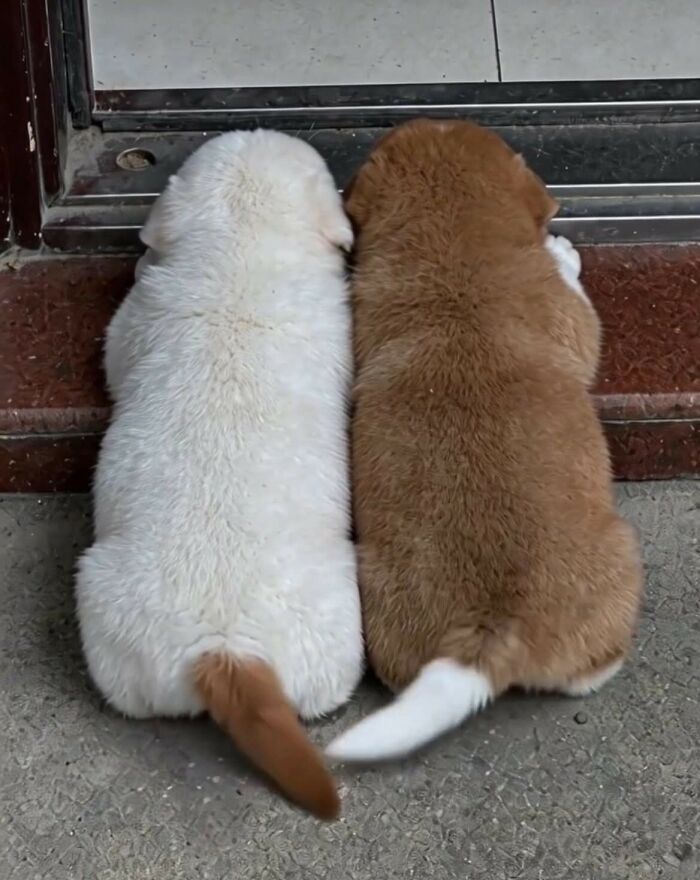 33 Wholesome And Funny Animal Pics That Will Instantly Make Your Day Better (New Pics)