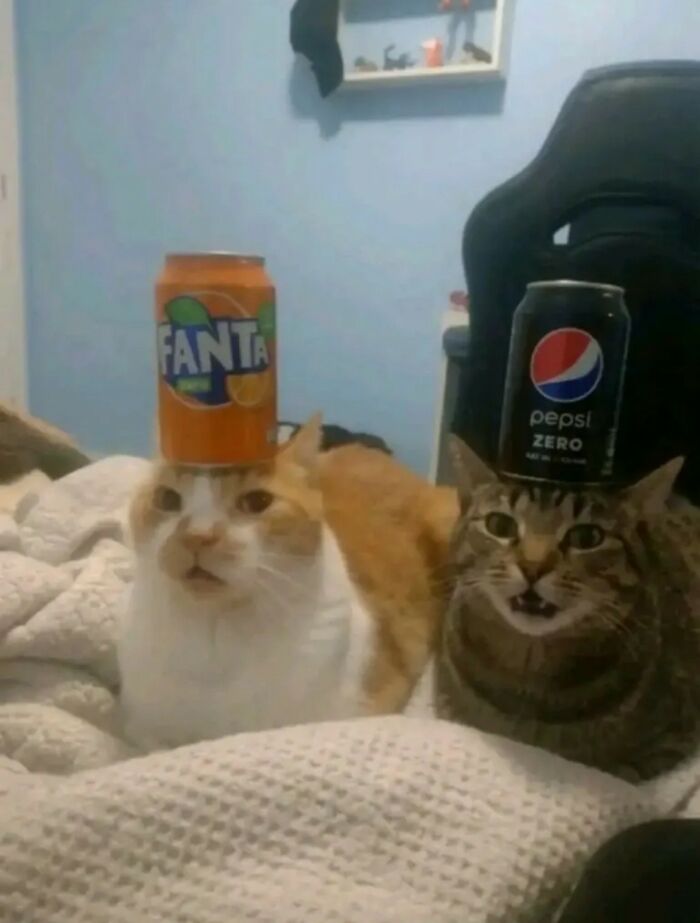 33 Wholesome And Funny Animal Pics That Will Instantly Make Your Day Better (New Pics)