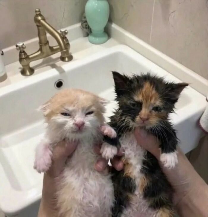 33 Wholesome And Funny Animal Pics That Will Instantly Make Your Day Better (New Pics)